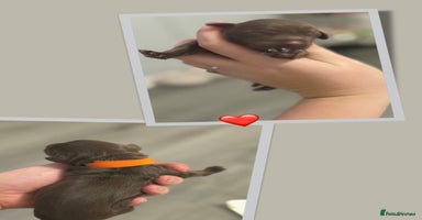 Cockapoo dogs - Advert 3