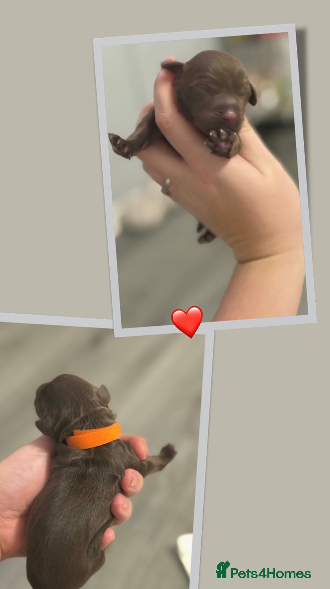 Cockapoo dogs for sale: READY  **  EVE COCKAPOO PUPS - Image 3