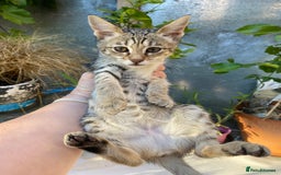 Savannah cats for sale: PDGREE BROWN SPOT  LOVIN SAVANNAH GIRL F5SBT - Image 5