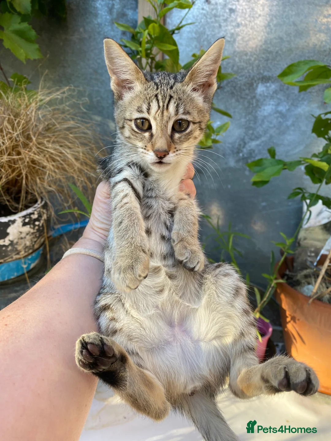 Savannah cats for sale: PDGREE BROWN SPOT  LOVIN SAVANNAH GIRL F5SBT - Advert 7