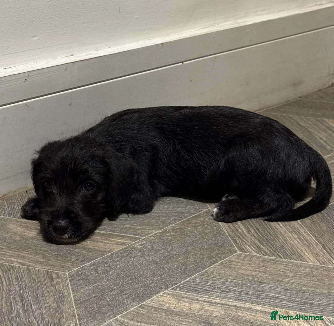 Bedlington Terrier dogs for sale: F1 bedlington whippet puppies available  - Advert 13