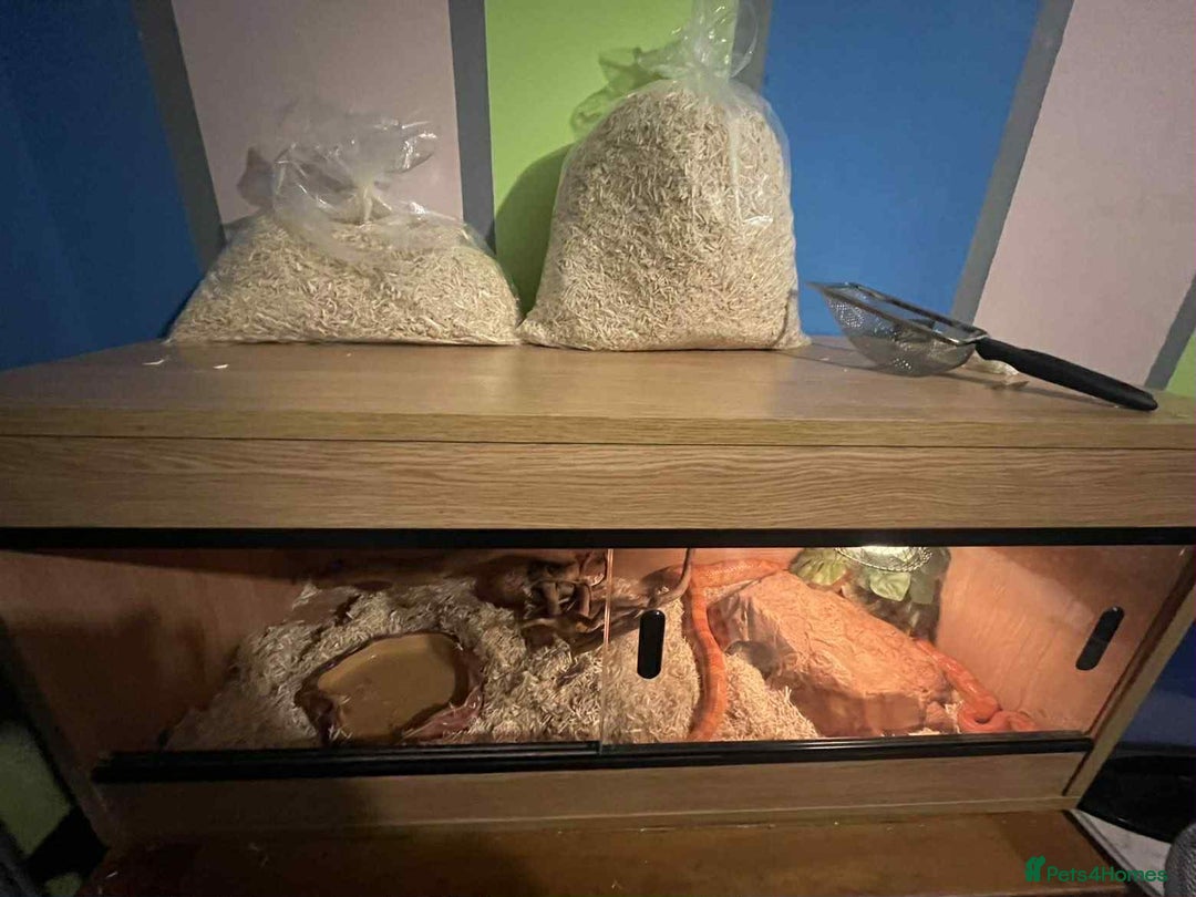 Corn Snake reptiles for sale: Corn snake and viv - Advert 5