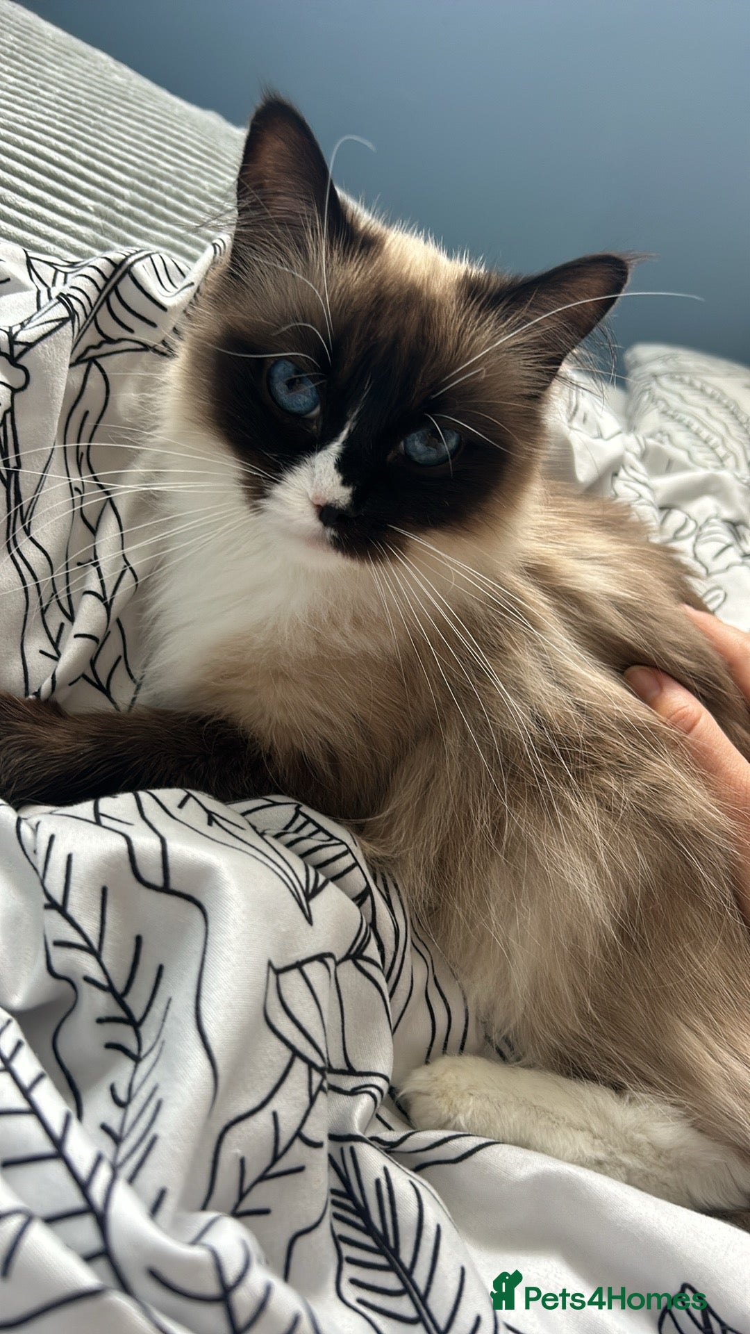 Mixed Breed cats 8 Beautiful Kittens Looking for Loving Homes  - Advert 6