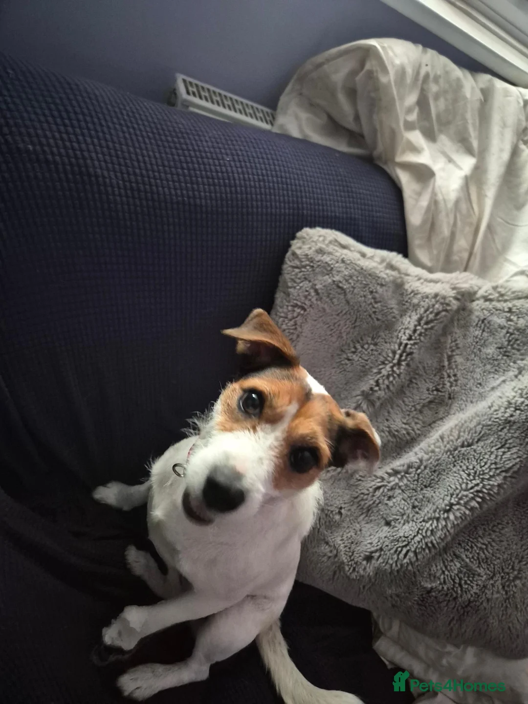 Jack Russell dogs for sale: Penny  in Swindon - Advert 2