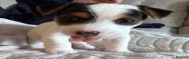 Jack Russell 4