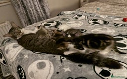 Mixed Breed cats for sale: Black and white male kitten - Advert 12