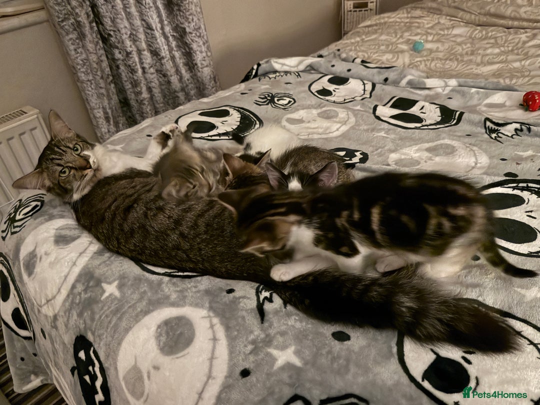 Mixed Breed cats for sale: Black and white male kitten - Advert 12