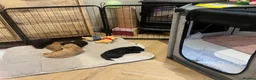 Mixed Breed dogs for sale: Miniature Poodle puppies available  - Advert 19