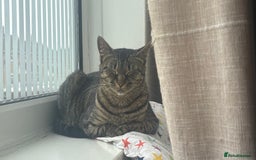 Mixed Breed cats for sale: Male kitten  - Image 4