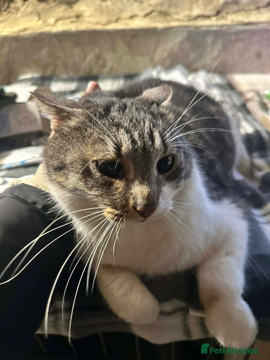 Mixed Breed cats for adoption: Mercury for adoption - Advert 6