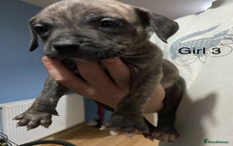 Mixed Breed dogs for sale: Staff x American pocket bully pups  - Image 3
