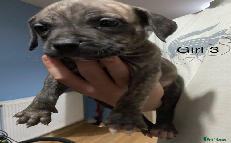 Mixed Breed dogs - Advert 2
