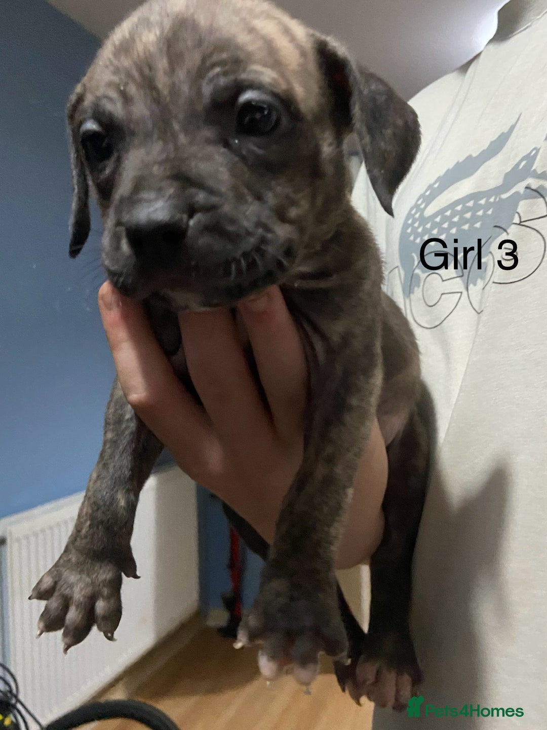 Mixed Breed dogs for sale: Staff x American pocket bully pups  - Image 3