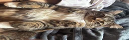British Longhair cats for sale: Long hair tabby kittens ready to go - Advert 7
