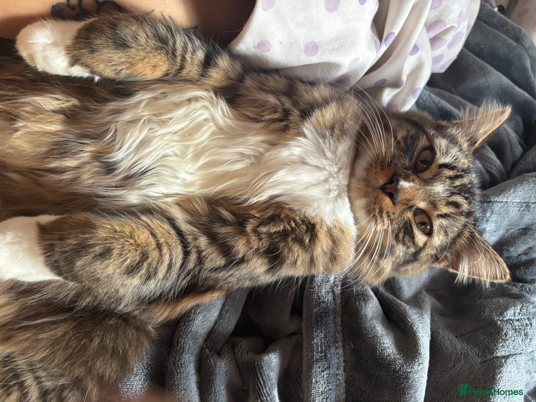 British Longhair cats for sale: Long hair tabby kittens ready to go - Advert 7