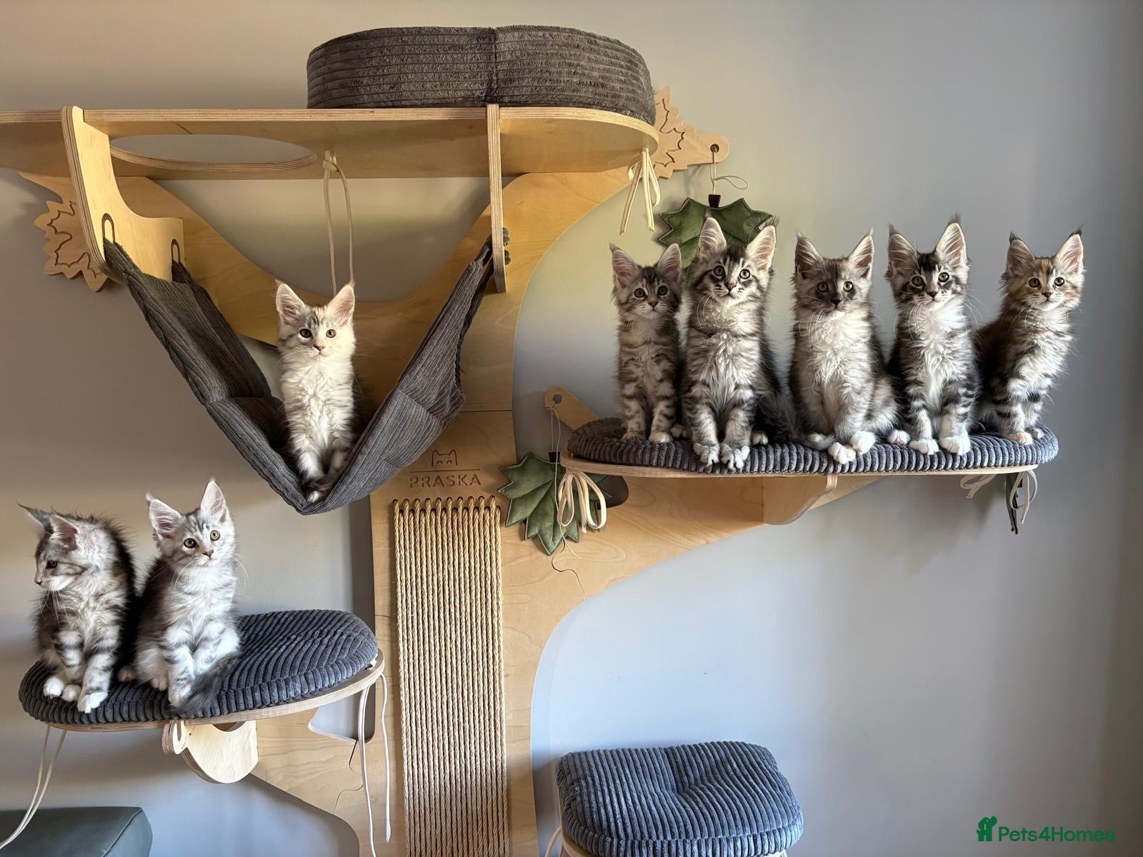 Maine Coon cats XL Maine Coon kittens for sale -TICA registered! - Advert 10