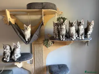 Maine Coon cats XL Maine Coon kittens for sale -TICA registered! - Advert 15