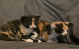 Mixed Breed cats for sale: Last girl left  - Image 10