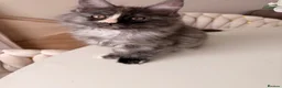 Maine Coon cats for sale: GCCF REGISTERED MAINE COONS  - Advert 6