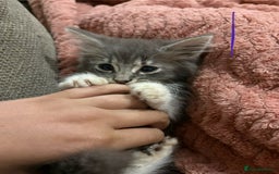 Mixed Breed cats for sale: 3 beautiful female kittens  - Image 10