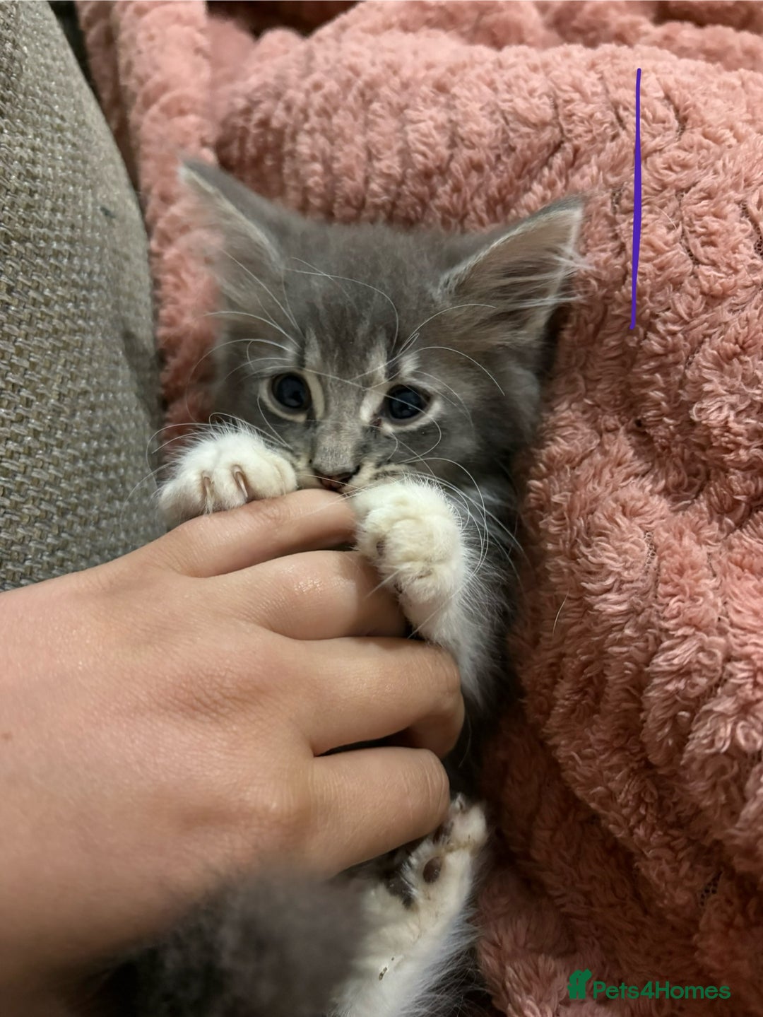 Mixed Breed cats for sale: 3 beautiful female kittens  - Image 10