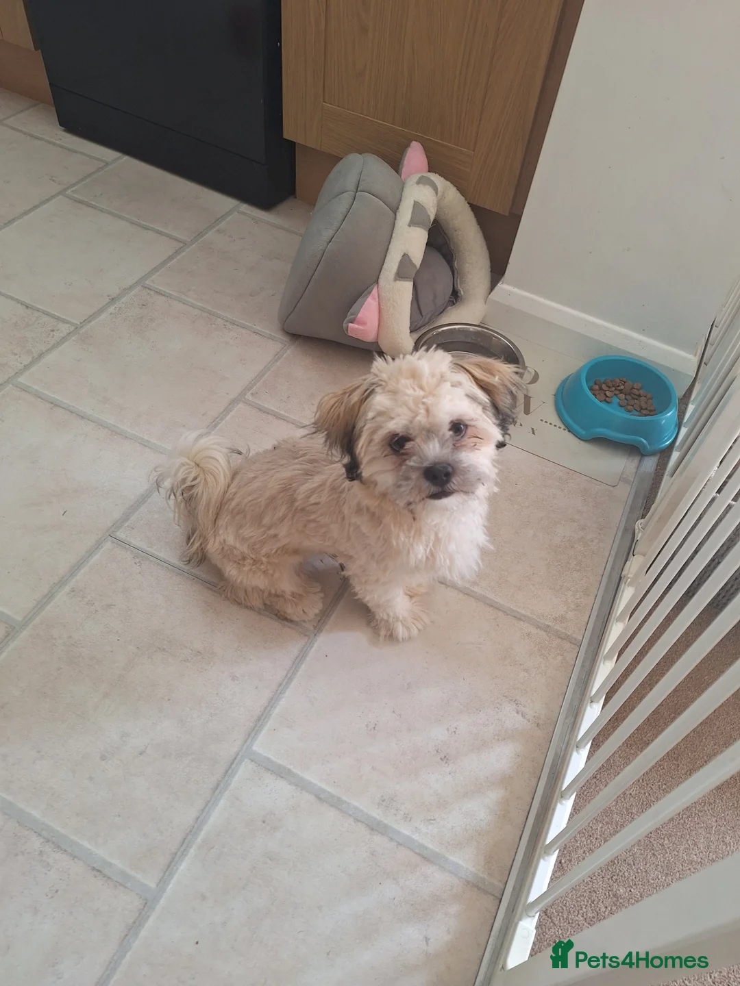 Lhasa Apso dogs for sale: Male Lhasa Apso - Advert 3