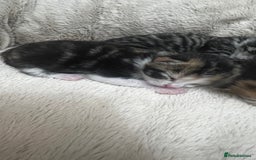 Bengal cats for sale: Rare Bengal Breed In White and Grey Ginger - Image 16