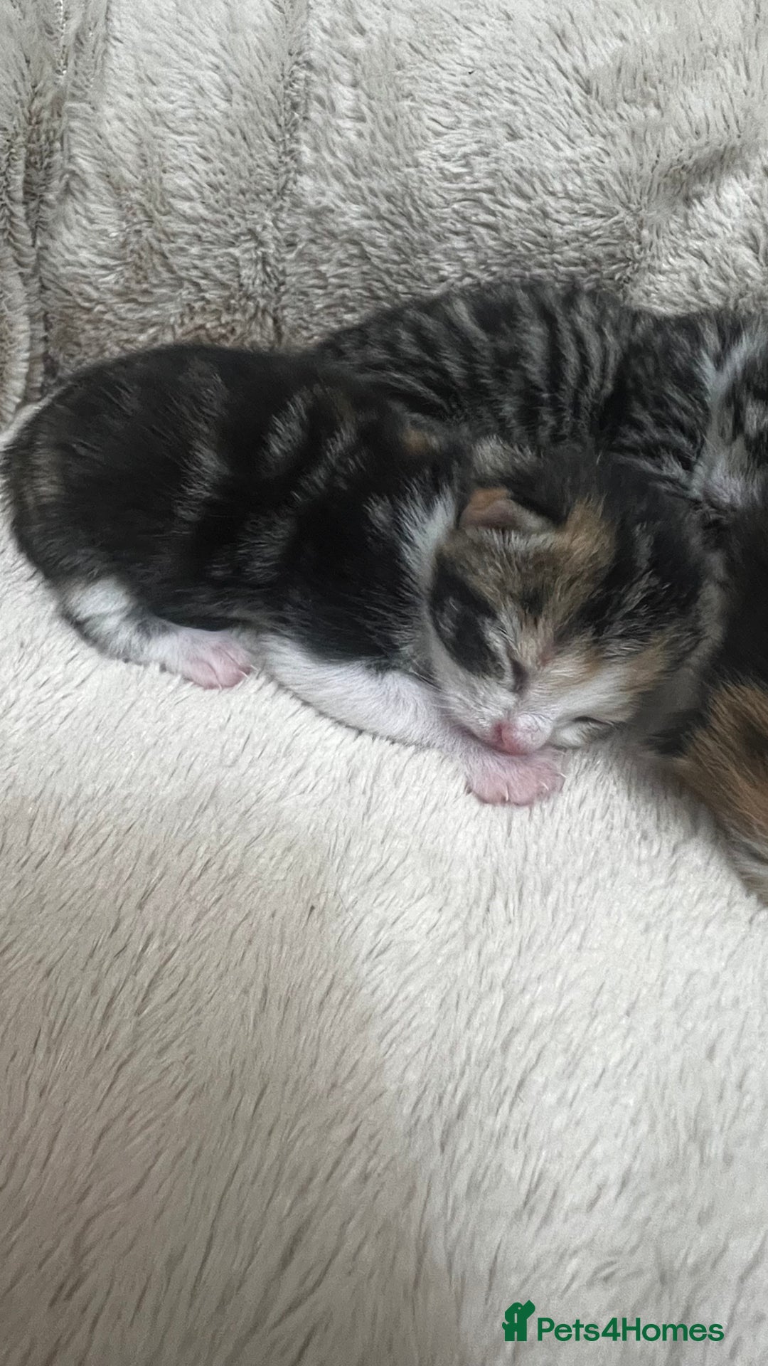 Bengal cats for sale: Rare Bengal Breed In White and Grey Ginger - Image 16
