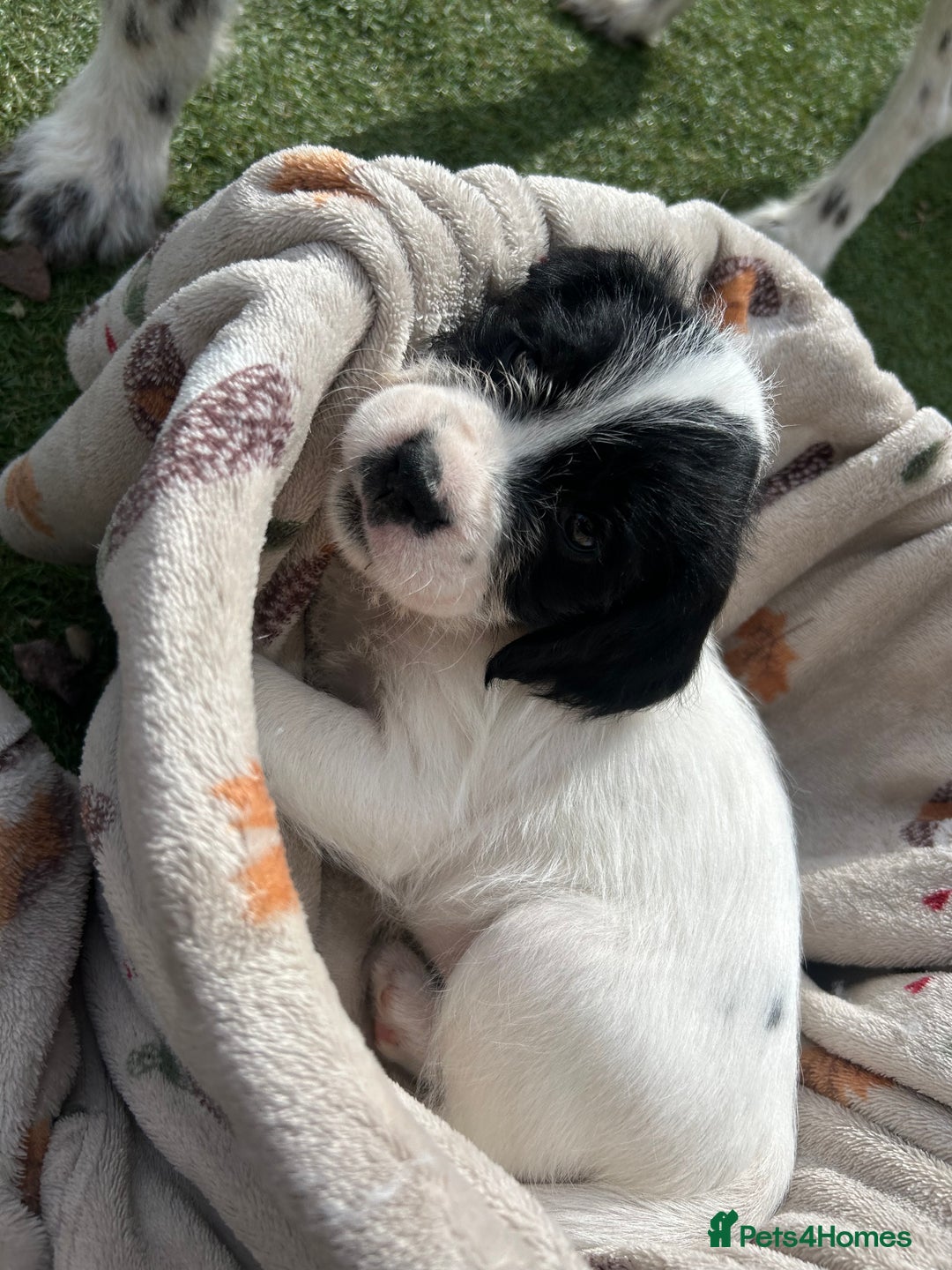 Mixed Breed dogs for sale: long haired Boxapoints - Image 12