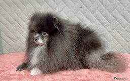 Pomeranian dogs for adoption: Tommy: The Little Dog Who Escaped Hell - Image 7