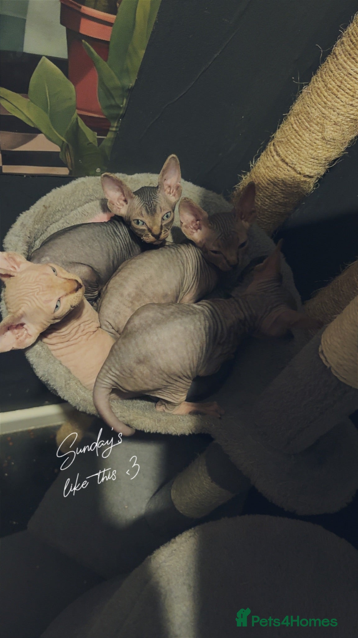 Sphynx cats Canadian sphynx kittens - Advert 4