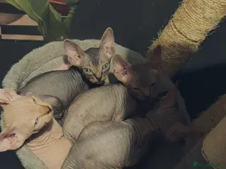 Sphynx cats Canadian sphynx kittens - Advert 4