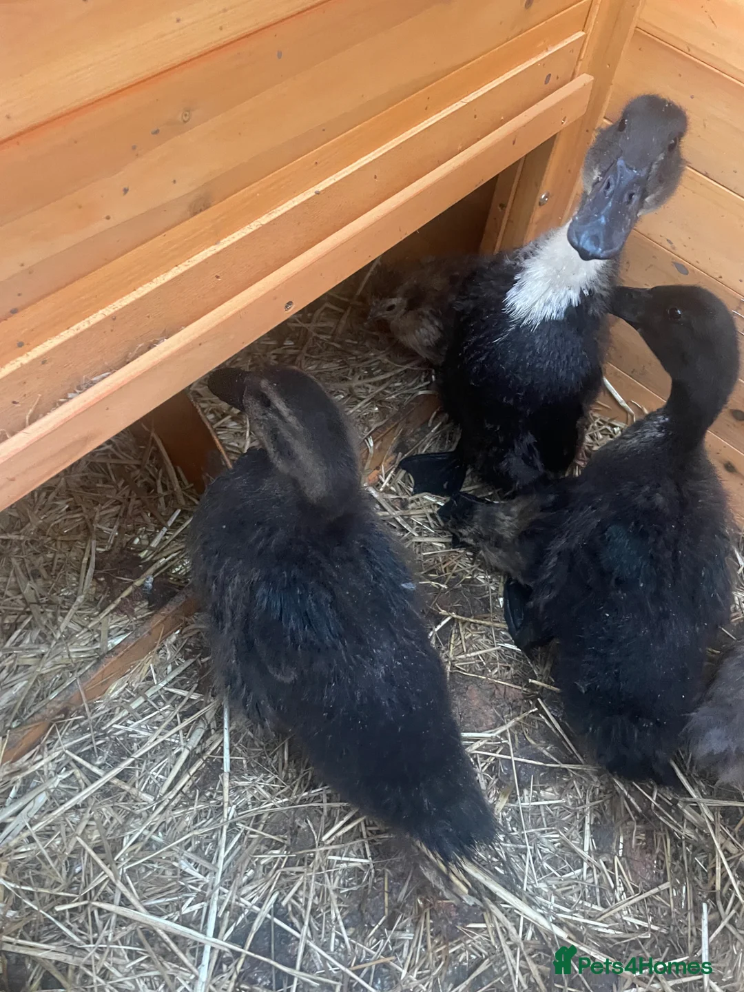 Ducks poultry for sale: Ducklings for sale  in Doncaster - Advert 2