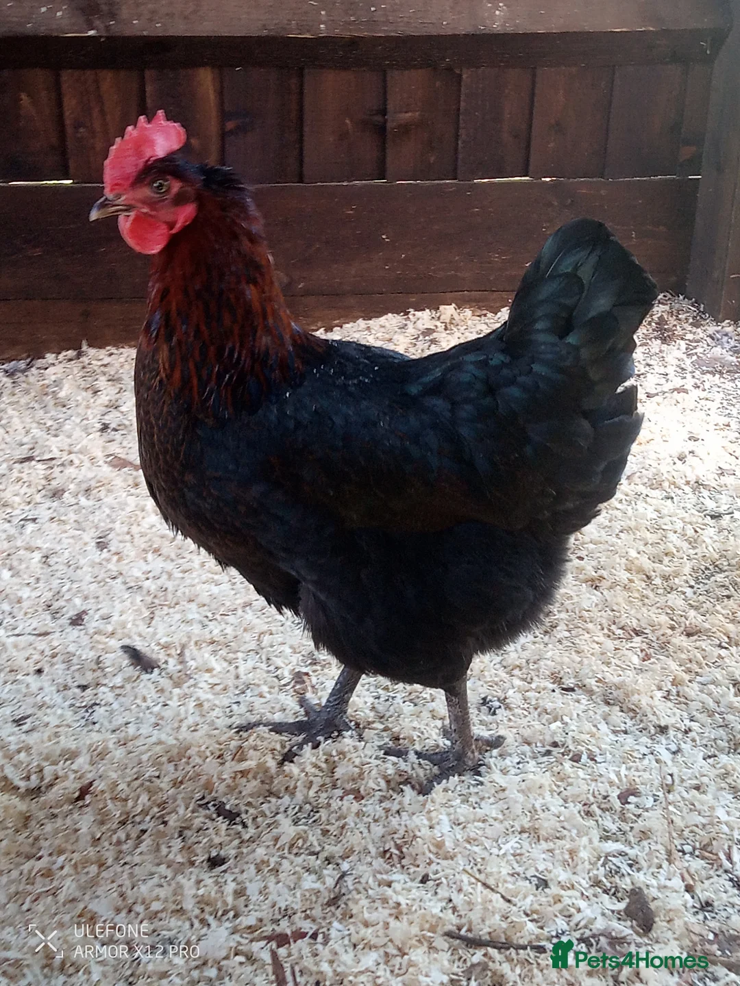 Chickens poultry for sale: Chickens for sale Daventry  - Advert 1