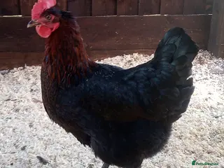 Chickens poultry Chickens for sale Daventry - Advert 1