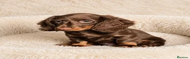 Dachshund 1