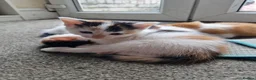 Mixed Breed cats for sale: Beautuful Kittens waiting for their furever homes - Advert 12