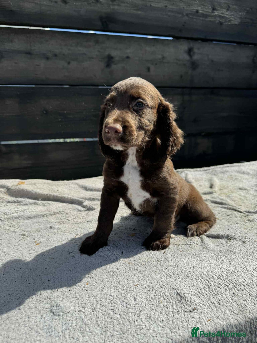 Cocker Spaniel dogs for sale: KC Cocker Spaniel pups  - Image 8