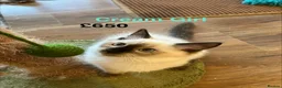 Ragdoll cats for sale: 💖Fabulous Pure Ragdoll Kittens Waiting for Love❤️ - Advert 8