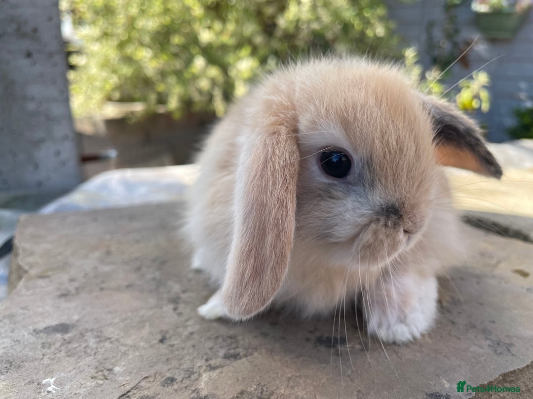 Mini Lop rabbits for sale: Mini lops ready to reserve  - Image 5
