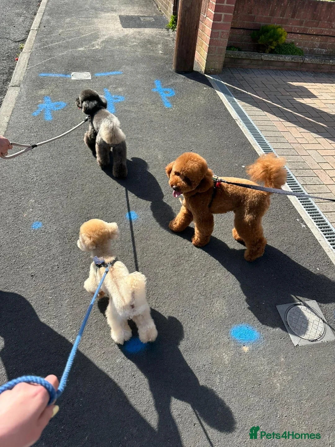 Toy Poodle dogs for stud: 1.7kg RKC reg Tiny toy poodle (Asian) - Advert 14