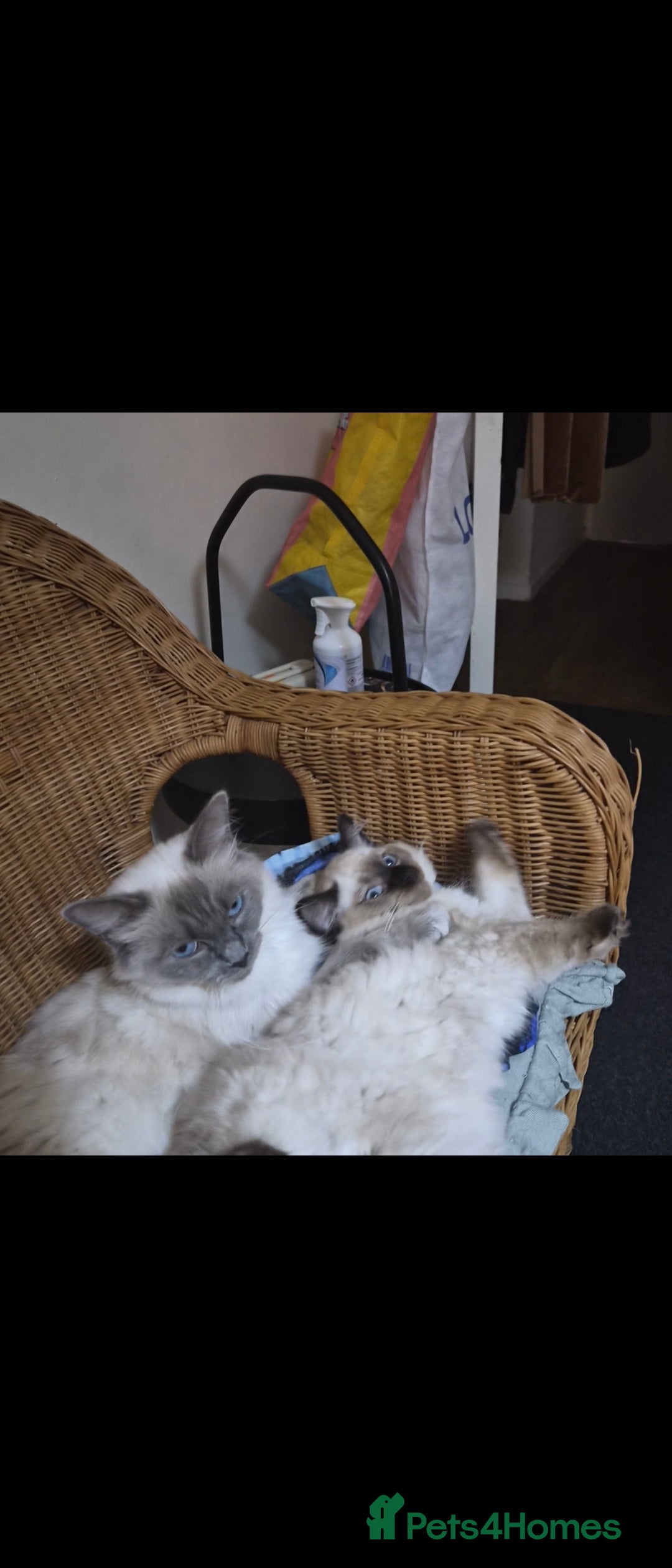 Ragdoll cats for sale: Beautiful Chocolate Point Ragdoll X Persian - Image 5