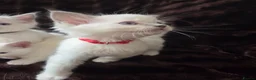 Ragdoll cats for sale:  🏆GCCF REG. EXTENSIVELY TESTED RAGDOLL KITTENS 🌟 - Advert 3