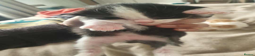 Mixed Breed Kitten 6