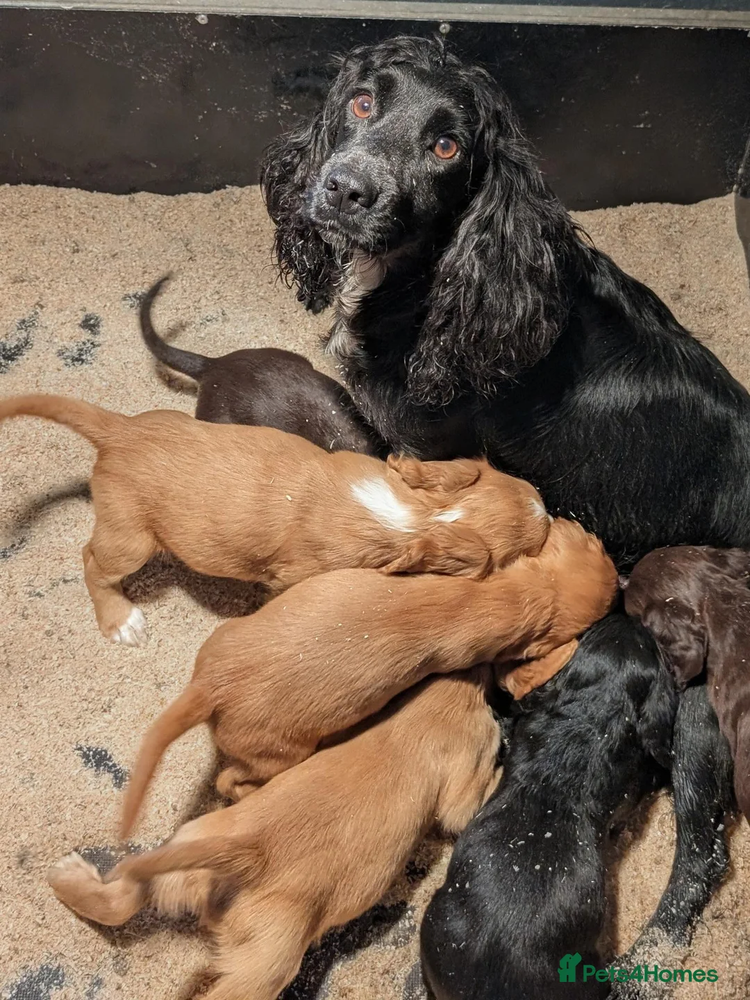 Cocker Spaniel dogs for sale: Beautiful working cocker puppies for sale  - Advert 2