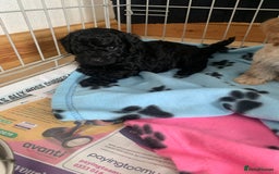 Cockapoo dogs for sale: Cockapoo puppies ready now - Image 15
