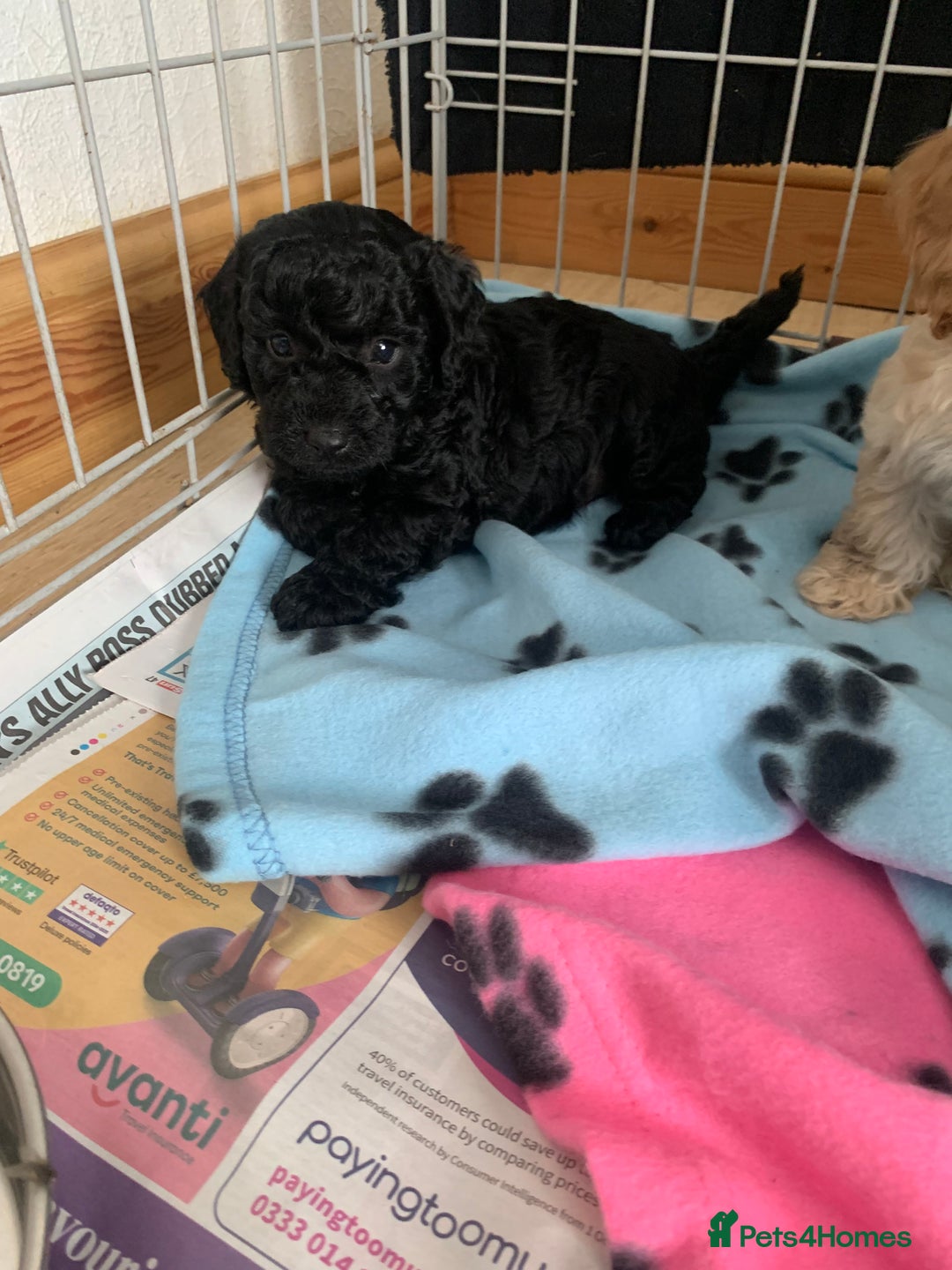 Cockapoo dogs for sale: Cockapoo puppies ready now - Image 15