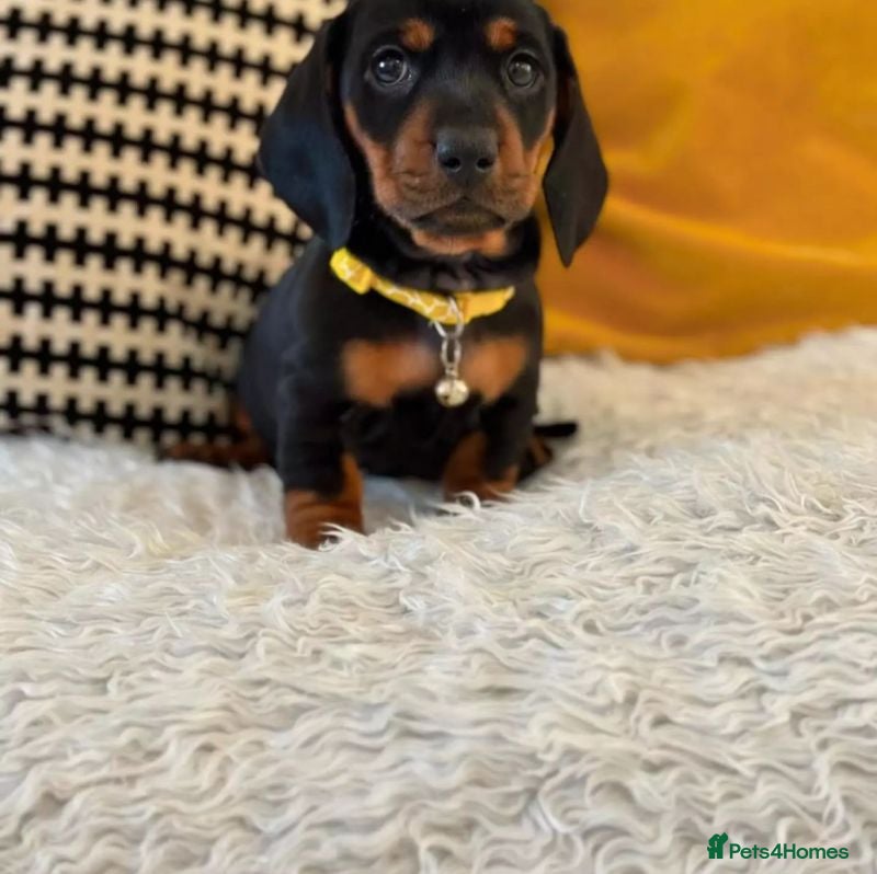 Dachshund dogs Miniature Dachshund puppy - Advert 4