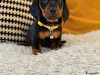 Dachshund dogs Miniature Dachshund puppy - Advert 4