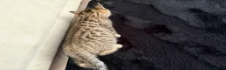 Bengal cats for sale: Beautiful x bengals ready to be rehomed - Advert 19